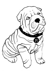 bouledogue marinho